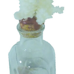 Glass Bottle with sand & Shells and Coral stopper 17cm clear