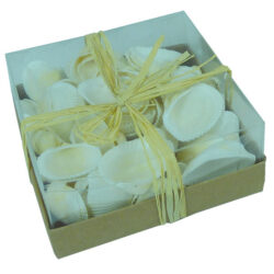 Scallop shells 130G pack in Clear PVC Lid Box 9cm